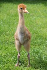 White Red Black - 12th May 2014 White Red Black - 12th May 2014